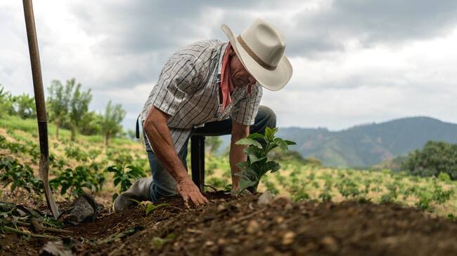 Productor estableciendo una planta joven y preparando el suelo de su parcela
